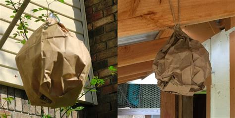 fake paper bag hornet's nest|paper wasp nest.